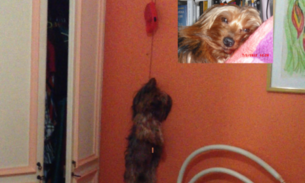 Juíza intima IML a apresentar exame do corpo de cachorro estrangulado pelo namorado de Jimmy Robert